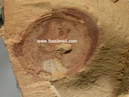 Heliomedusa orienta Chengjiang fossils