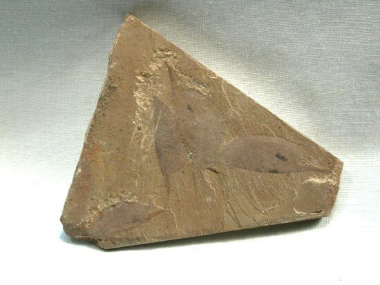 Isoxys auritus Chengjiang