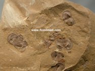 Kunmingella douvillei arthropod fossils