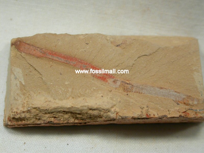Maotianshania cylindrica Fossil Worm