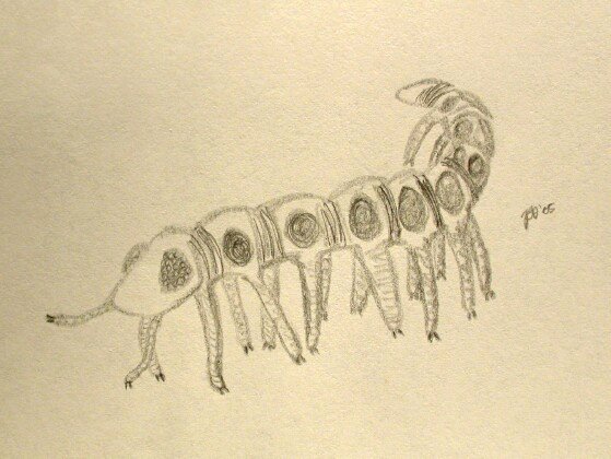 velvet worm Microdictyon sinicum