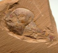 Waptia Arthropod Fossil Chengjiang