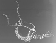 Waptia ovata, an unusual Chengjiang Arthropod