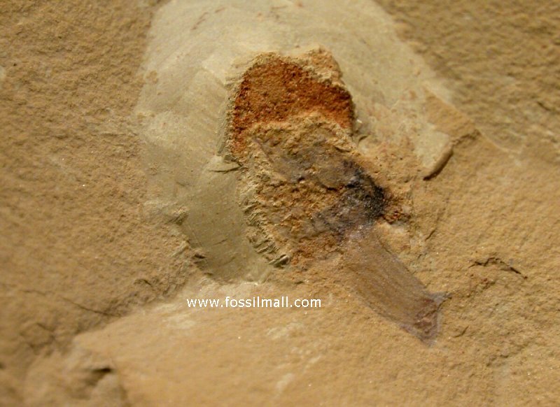 Chengjiang Archisaccophyllia Primitive Sea Anemone