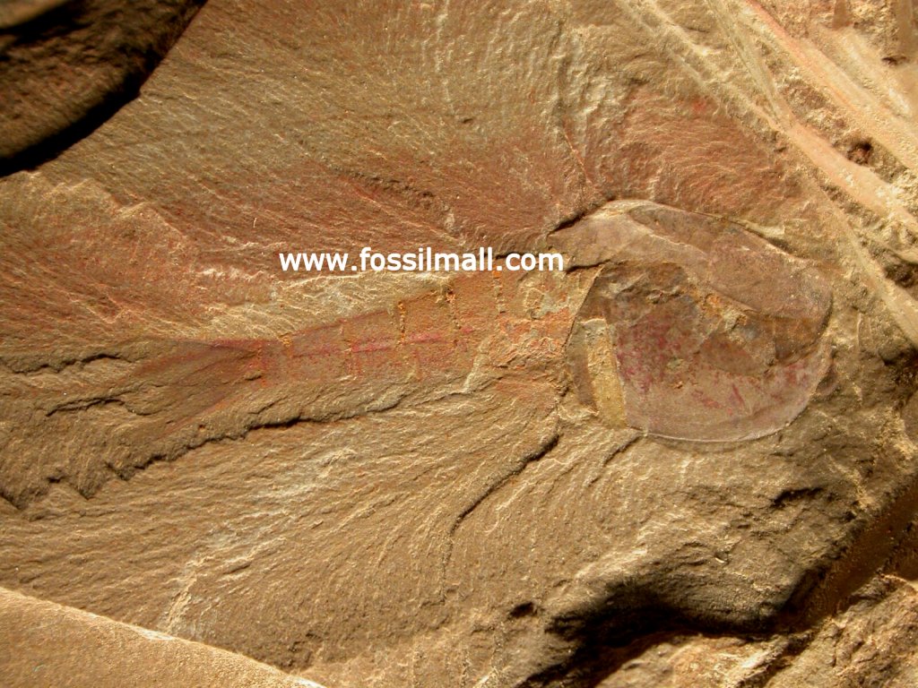 Waptia ovata Chengjiang Cambrian Explosion Fossils Fossil