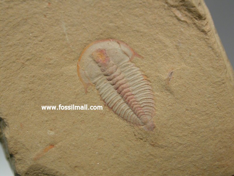 Wutingasps tingi Trilobite from Chengjiang