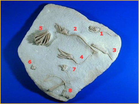 Crawfordsville crinoid plate with 7 species