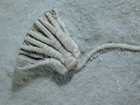 Sarocrinus varsourensis (Rare)