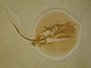 Heliobatis radians Stingray Fossil