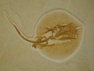 Heliobatis radians Stingray Fossil