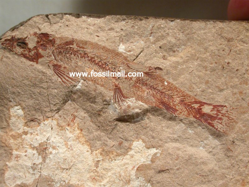Cretaceous Lebanese Sand Fish Charitopsis