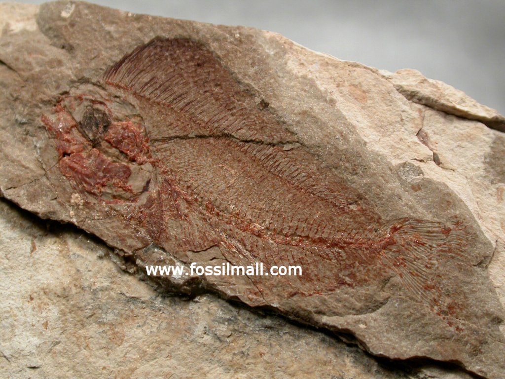 Fish Fossil