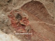 Coryphaenidae fish fossil