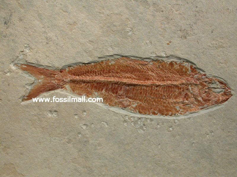 Cretaceous Ctenodentelops Fossil Fish