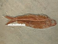 Ctenodentelops striatus fish fossil