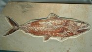Halec microlepis Fish Fossil