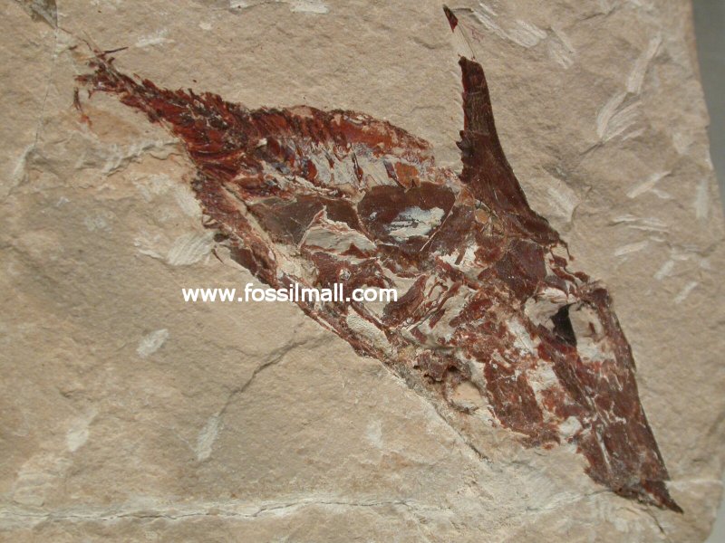 Cretaceous Lebanese Fossil Fish