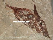 Incertae sedis; gen. indet, lindstroemi