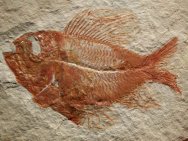 Ctenothrissa Fish Fossil 