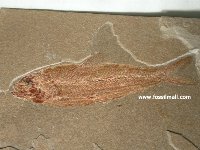 Lebonichthys nammourensis Fossil Fish