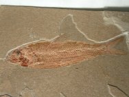 Lebonichthys nammourensis