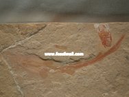Paratriakis Fossil Shark