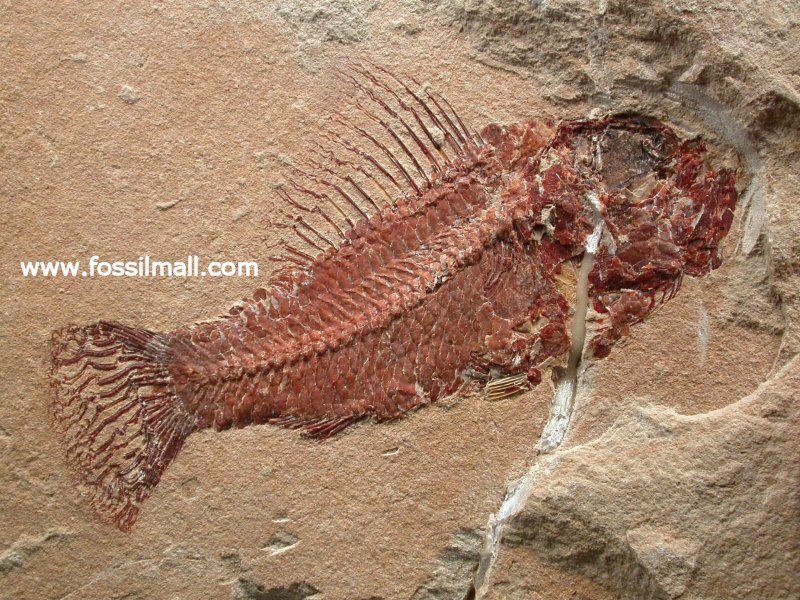 Cretaceous Lebanese Fish Fossil Pateroperca