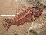 Pateroperca libanica fish fossil