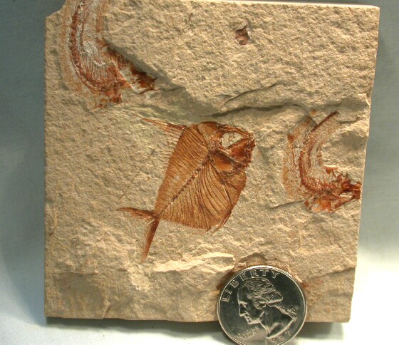 Pharmacichthys venenifer Fossil Fish