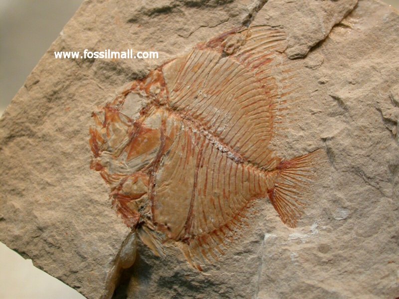 Pycnosteroides laevispinosus Fossil Fish
