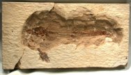 Flying fish fossil Telepholis tenuis