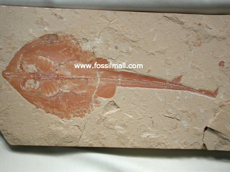 Rhinobatos hakelensis Cretaceous Guitarfish Fish Fossil