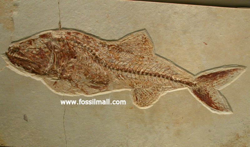 Spaniodon elongatus Fish Fossil