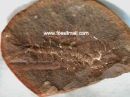 Mazon Creek Fossil Acanthotelson