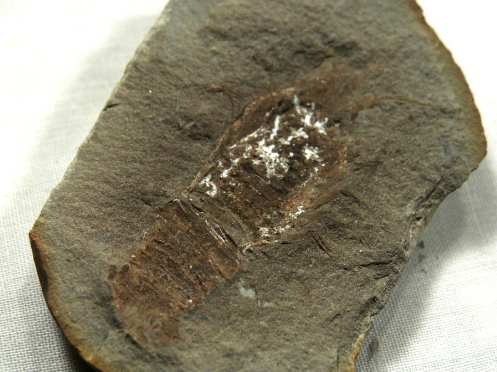 RARE Mazon Creek Fossil