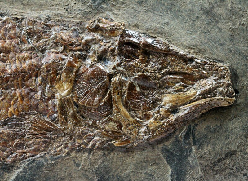 Cyclurus keheri Messel Fish Fossil