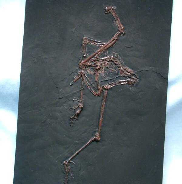 Messel Fossil Bird Messel Fossil Bird