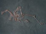 Messelornis cristata Messel Fossil Bird