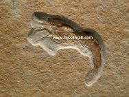 Acanthochirana Solnhofen Shrimp Fossil