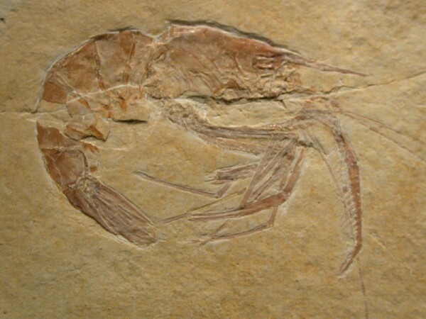 Aeger tipularis