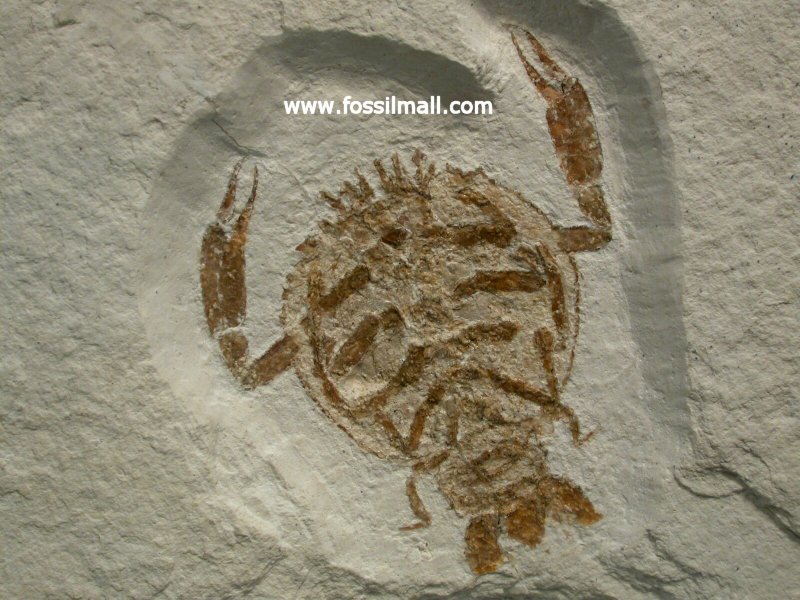 Cycleryon Solnhofen Eryonid Crab Fossil