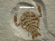 Cycleryon  Solnhofen Crab Fossil