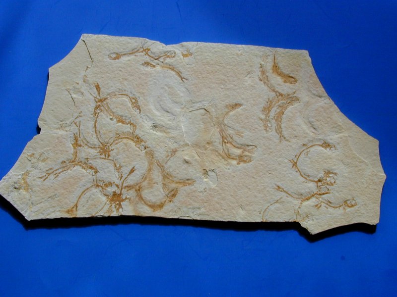 Solnhofen Leptolepides sprattiformis Fish Fossils