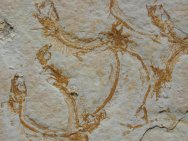 Leptolepides sprattiformis Fossil Fish