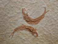 Leptolepis fish fossils