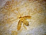 Lithoblatta lithophilia Insect Fossil