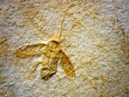 Lithoblatta Fossil Insect