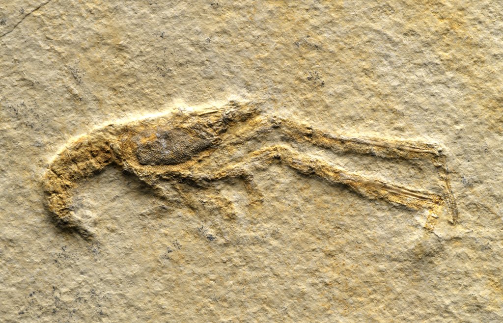 Solnhofen Mecochirus Fossil Lobster