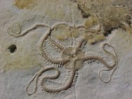 Solnhofen Fossil Brittlestar