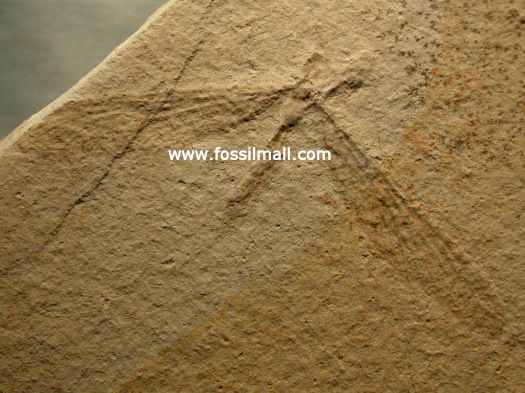 Solnhofen Dragonfly Fossil Stenophlebia latreilli